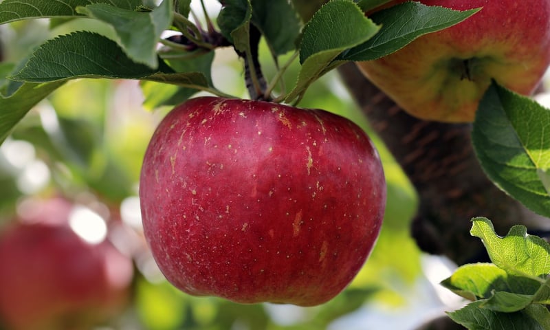 Apple Pie